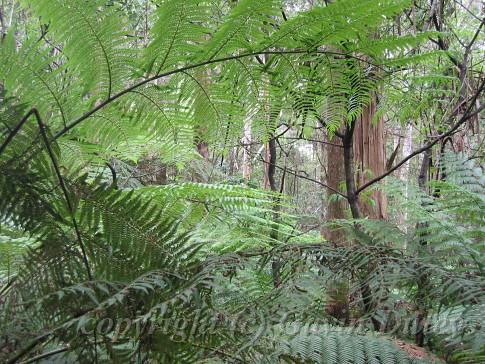 Tree Fern, Sassafras, Melbourne III.jpg